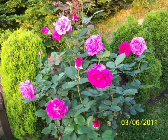 Name:  GL 13.jpg
Views: 890
Size:  73.4 KB