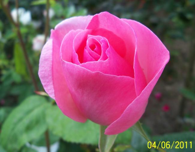 Name:  GL 12.jpg
Views: 1197
Size:  31.5 KB