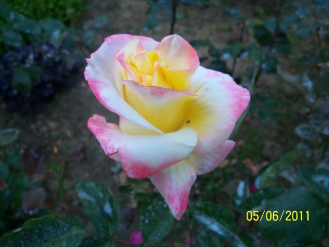Name:  GL 18.jpg
Views: 872
Size:  32.3 KB