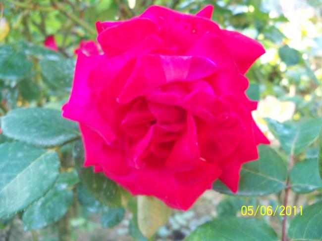 Name:  GL 19.jpg
Views: 819
Size:  34.0 KB