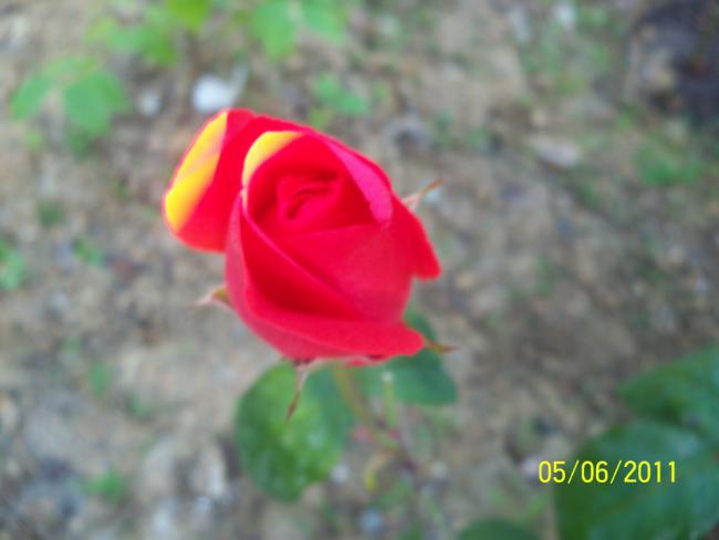 Name:  GL 20.jpg
Views: 825
Size:  25.9 KB