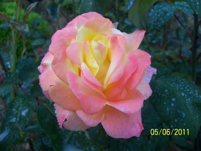 Name:  GL 21.jpg
Views: 822
Size:  36.9 KB