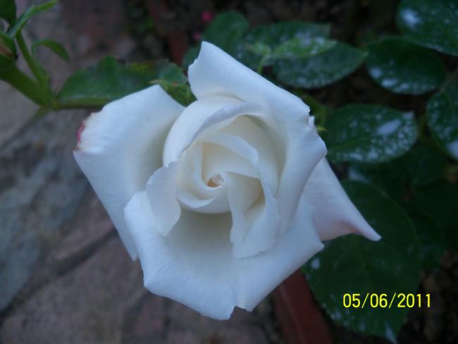 Name:  GL 24.jpg
Views: 875
Size:  25.4 KB