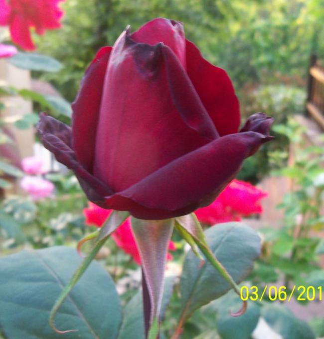 Name:  GL 3.jpg
Views: 843
Size:  46.2 KB