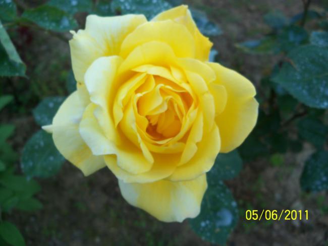 Name:  GL 30.jpg
Views: 835
Size:  29.3 KB