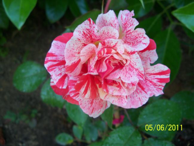 Name:  GL 36.jpg
Views: 833
Size:  40.6 KB
