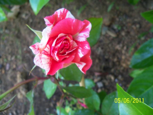 Name:  GL 38.jpg
Views: 831
Size:  36.2 KB