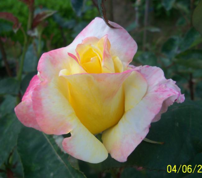 Name:  GL 7.jpg
Views: 845
Size:  32.8 KB