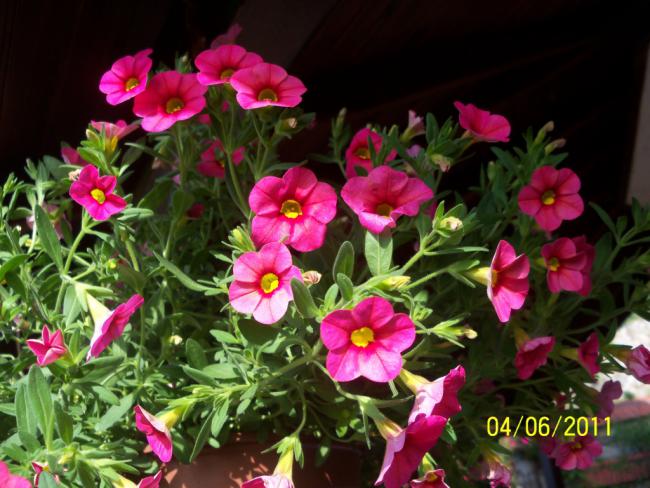 Name:  ASKI 3.jpg
Views: 873
Size:  57.2 KB