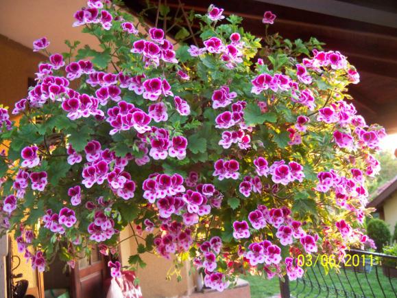 Name:  CEYLAN S. 1.jpg
Views: 1291
Size:  73.9 KB