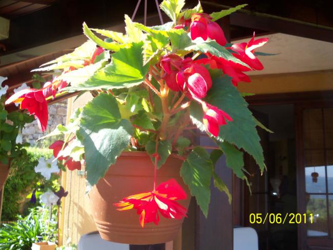 Name:  BEGONYA 2.jpg
Views: 1478
Size:  52.0 KB