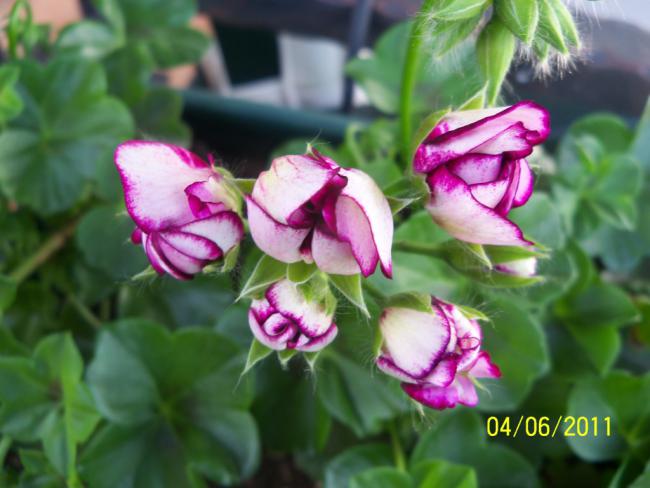 Name:  SAKIZLI SAR 2.jpg
Views: 931
Size:  41.1 KB
