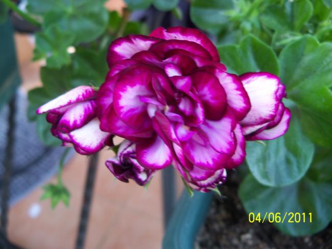 Name:  SAKIZLI SAR 3.jpg
Views: 911
Size:  39.2 KB