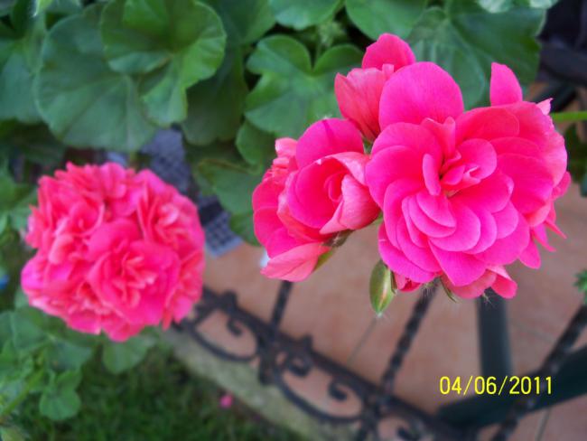 Name:  SAKIZLI SAR 5.jpg
Views: 885
Size:  37.0 KB