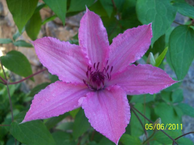 Name:  CLEMATIS 5.jpg
Views: 875
Size:  36.0 KB