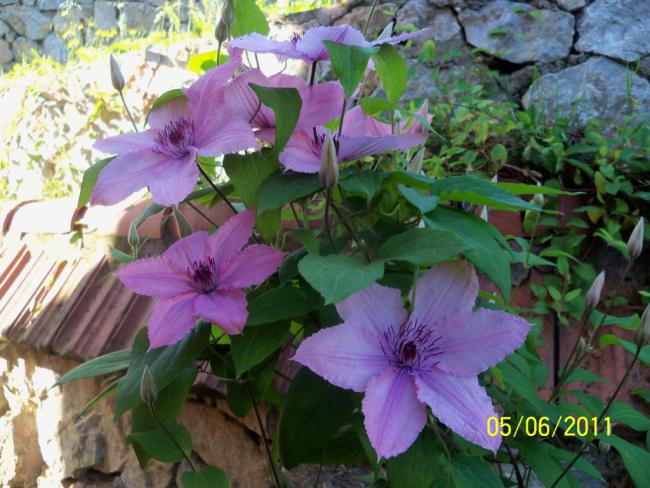 Name:  CLEMATIS 6.jpg
Views: 862
Size:  58.8 KB