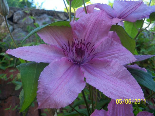 Name:  CLEMATIS 8.jpg
Views: 875
Size:  44.6 KB