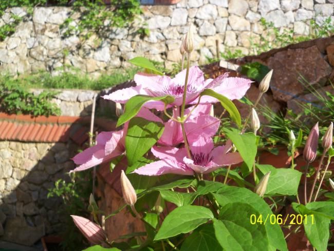 Name:  CLEMATIS 9.jpg
Views: 929
Size:  65.0 KB