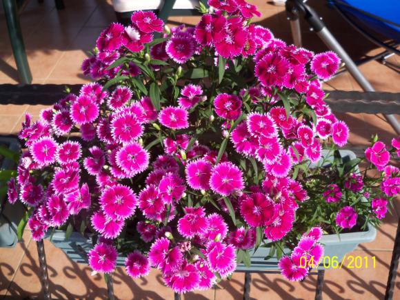 Name:  DIANTHUS 2.jpg
Views: 904
Size:  73.8 KB