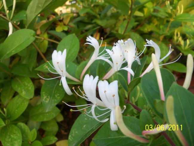 Name:  HANIMEL 2.jpg
Views: 989
Size:  45.9 KB