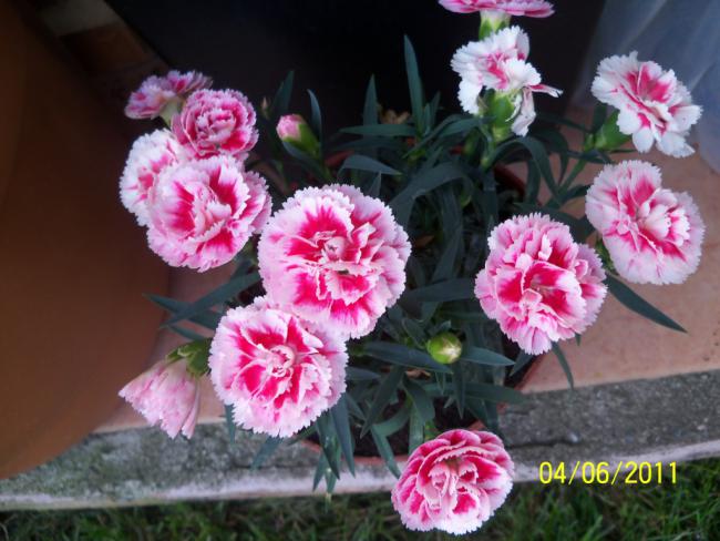 Name:  KARANFL.jpg
Views: 879
Size:  50.3 KB
