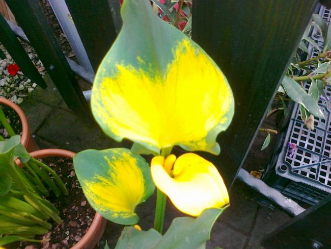 Name:  GALA 6.jpg
Views: 806
Size:  50.1 KB