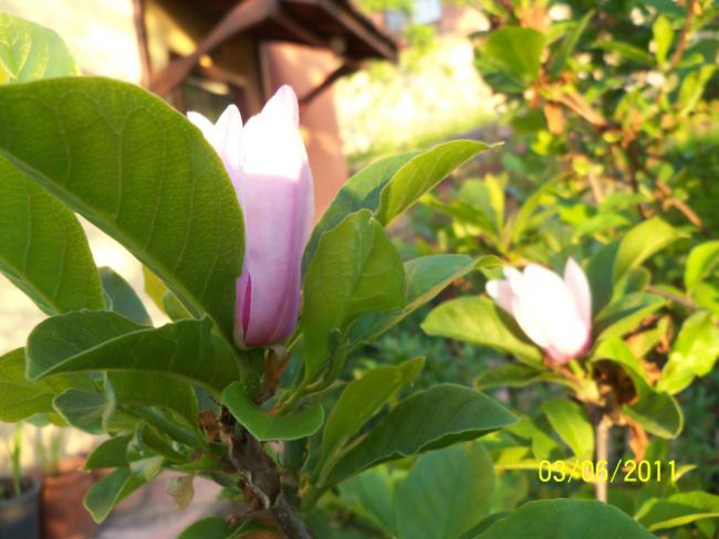 Name:  MANOLYA 1.jpg
Views: 890
Size:  45.3 KB