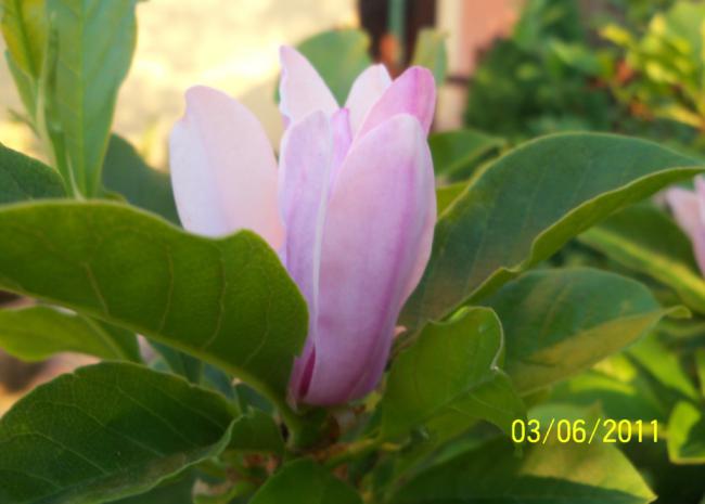 Name:  MANOLYA 2.jpg
Views: 902
Size:  29.4 KB