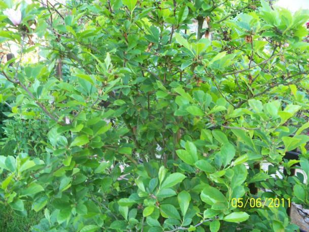 Name:  MANOLYA 3.jpg
Views: 898
Size:  72.3 KB