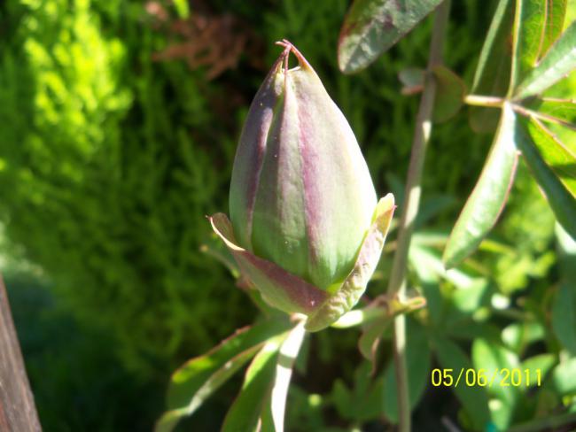 Name:  PSSIFLORA 2.jpg
Views: 633
Size:  38.1 KB