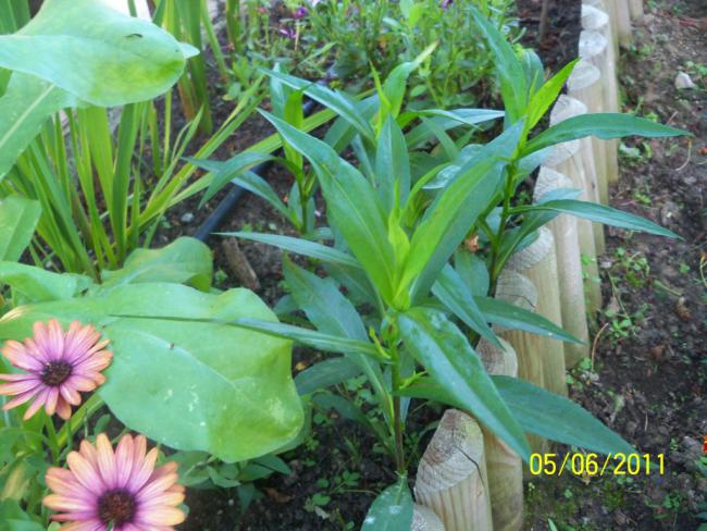 Name:  ASTER.jpg
Views: 639
Size:  61.2 KB