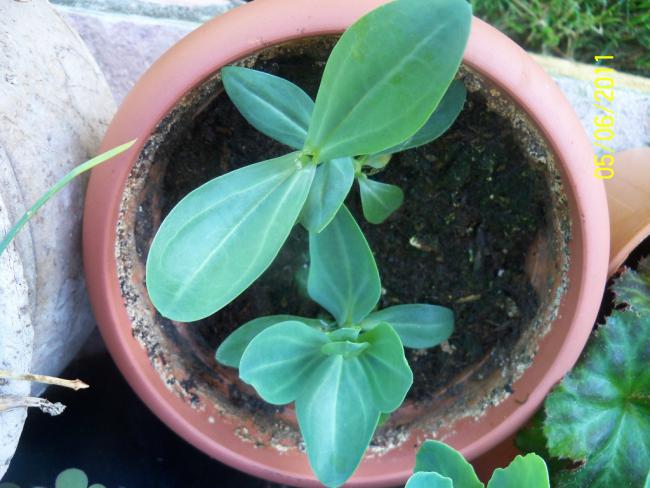 Name:  LISIANTHUS.jpg
Views: 634
Size:  48.4 KB