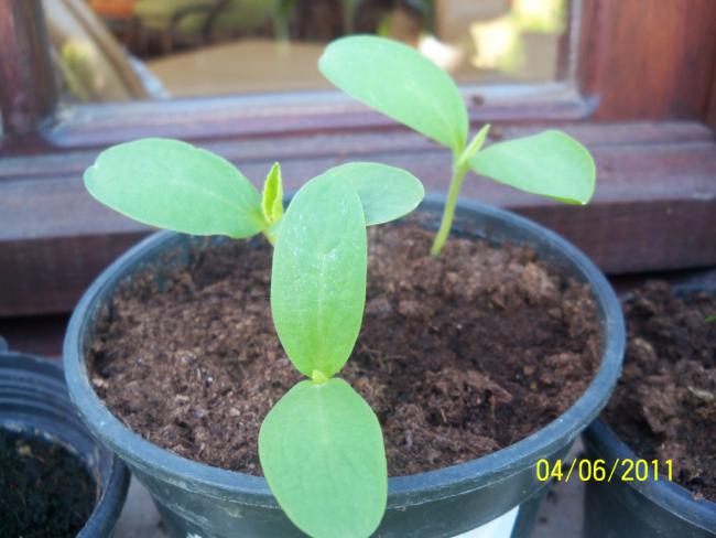 Name:  CUCUMS MELO 1.jpg
Views: 672
Size:  40.2 KB