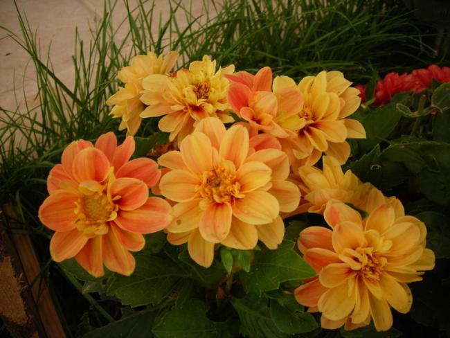 Name:  DSCN5458.jpg
Views: 551
Size:  49.5 KB