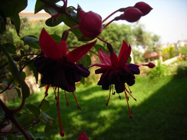 Name:  DSCN5488.jpg
Views: 545
Size:  39.0 KB