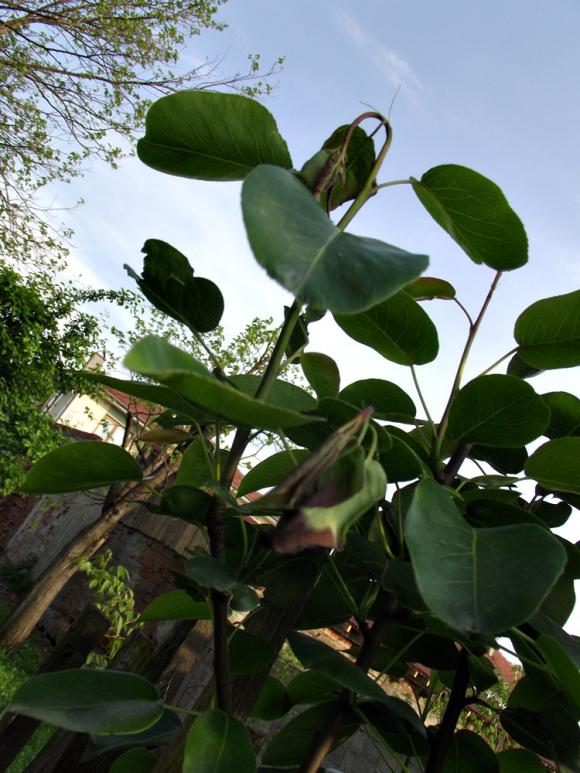 Name:  Armut dal yankl.jpg
Views: 2572
Size:  74.0 KB
