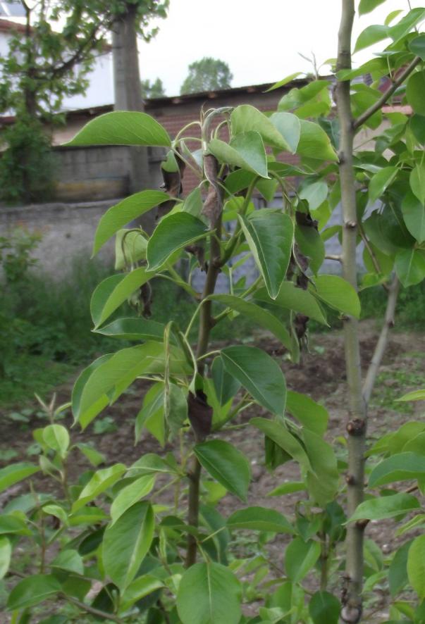 Name:  Armut Komis dal yankl.jpg
Views: 3737
Size:  72.8 KB