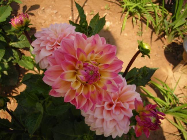 Name:  DSCN5472.jpg
Views: 533
Size:  49.7 KB
