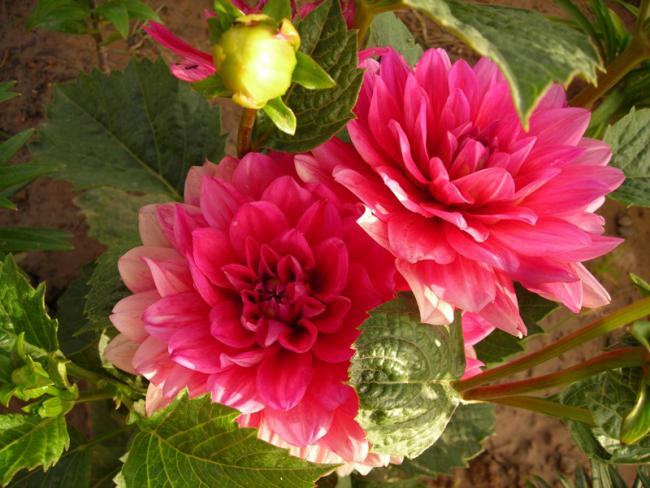 Name:  DSCN5521.jpg
Views: 1118
Size:  55.4 KB