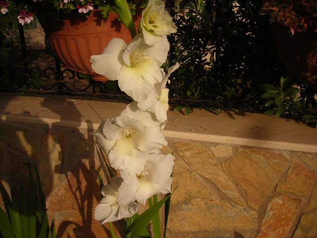 Name:  DSCN5529.jpg
Views: 873
Size:  47.0 KB