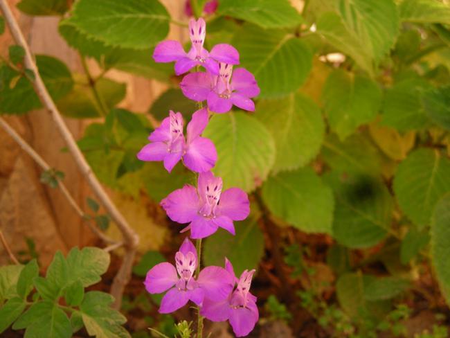Name:  DSCN5542.jpg
Views: 855
Size:  36.7 KB