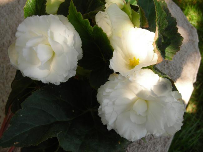 Name:  DSCN5484.jpg
Views: 1493
Size:  32.7 KB