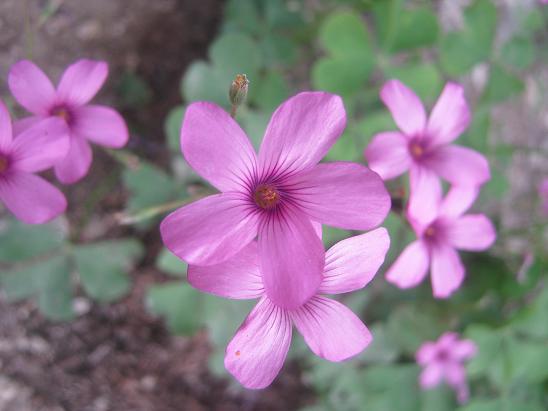 Name:  uyku iei 1.JPG
Views: 1712
Size:  39.9 KB