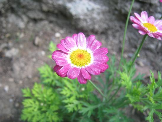 Name:  pembe papatya.JPG
Views: 1835
Size:  45.8 KB