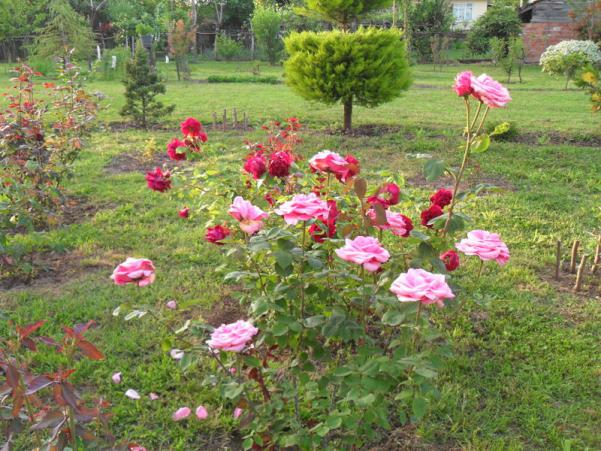 Name:  019.jpg
Views: 527
Size:  71.9 KB