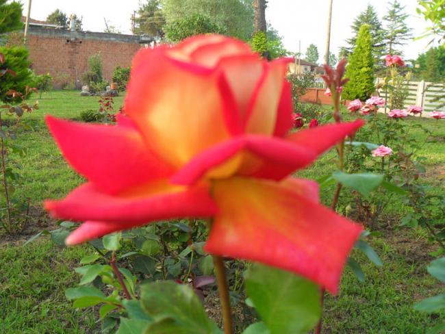 Name:  025.jpg
Views: 525
Size:  57.0 KB