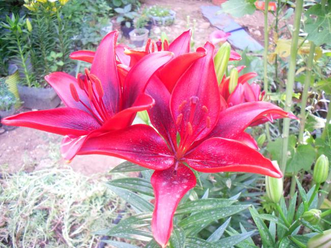 Name:  SDC12198 copy.jpg
Views: 661
Size:  66.8 KB