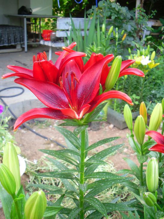 Name:  SDC12199 copy.jpg
Views: 640
Size:  76.1 KB