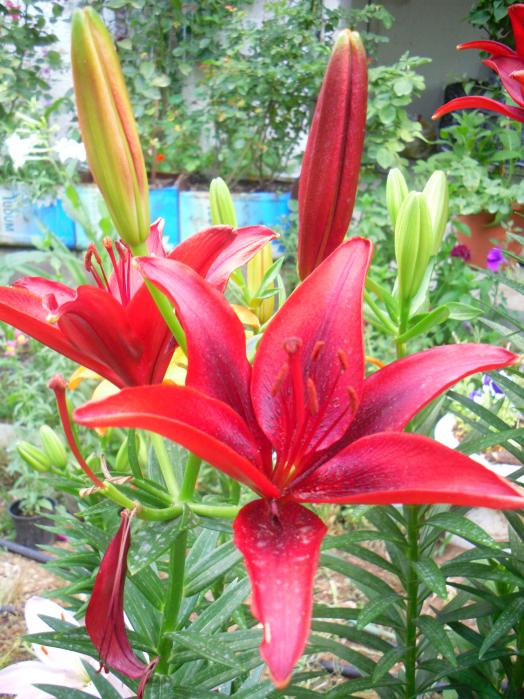 Name:  SDC12200 copy.jpg
Views: 648
Size:  77.3 KB