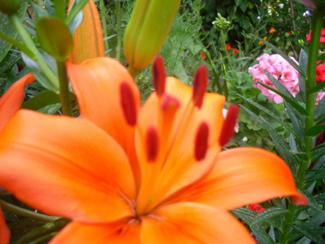 Name:  SDC12203 copy.jpg
Views: 659
Size:  44.4 KB